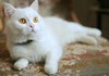 고급스러운 느낌의 하얀 고양이