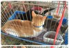 닭장수 트럭에서 닭들과 함께 철장에 갇혀있던 냥이3마리를 구조했는데 지낼곳이 없어요ㅠㅠ