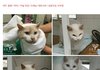 동물농장에 나온 고양이공장.. 그 지옥에서 구조된 고양이 7마리