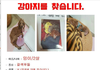강아지를 찾습니다. [사례금 100만원 드려요]