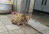 식당에 구걸온 냥이