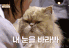 아이유랑 미미(고양이) 2차 눈빛싸움 gif