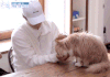 박보검한테 치대는 미미gif