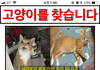 고양이를 잃어버렸습니다. 도와주세요