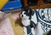 고양이 매미 근황