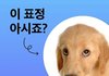 강아지가 이런 표정 짓는 이유ㄷㄷ