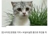 “해외여행 때문에 3달간 친구에게 맡긴 고양이가 `확대` 받고 있었습니다”