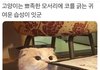 나만 엑소 러브샷조 별로였냐