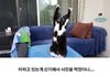 사진 찍을 때마다 포즈 취하는 고양이