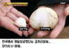 하다 하다 점보마늘까지 만들어버린 마늘의 민족