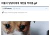 떠돌이 강아지에게 계란을 먹여봤다