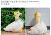 오리 인형 사기 당함
