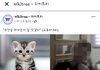 유튜버 고양이 학대 알고 계신가요 ?