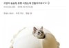 고양이집을 사줬는데 고양이가 안들어가요