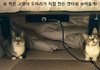 집사야 캣타워 안 사도 괜찮다!