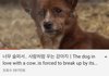 얘들아 ㄹㅇ 강아지도 이렇게 사람처럼 욺??