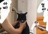아 고양이 전래웃김 ㅋㅋㅋㅋㅋㅋ