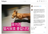 이 강아지 유기견 잃어버린 주인을 찾고 있어요