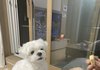 귀염잘생김터지는 게으른 말티즈 강아지 보구 가세여!!