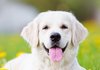 골든리트리버 같은 남돌 ?-?