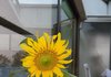 세 달 동안 키운 해바라기!!!