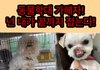 학대로 코와 입이 잘린 순수같은 아이가 다신 나오지 않도록 많은 분들 동참해주세요.
