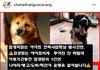 <긴급> 안락사 2틀전 , 살려주세요 ! ( 병원비 일체 지급, 이동봉사 가능! )