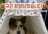 입양3일에 공격적인 개로 둔갑시켜 파양...