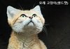 키우기 힘들다는 모래고양이?!