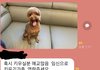 (추가)임신했습니다 애교많은 강아지 데려가실분?