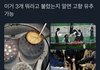 이거 3개 뭐라고 불렀는지 알면 고향 유추 가능