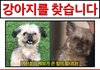 강아지를 찾고 있습니다. (고양시 대장동, 토당동, 능곡동)