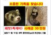 성북구 월곡에서 잃어버린 페럿을 찾습니다