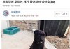 집에 모르는 개가 들어와서 살아요