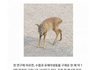 우리나라에서 한 해에 20만 마리씩 죽어 나가는 동물