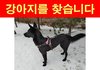 경기도 수원시/화성시 검은 진돗개를 찾습니다.