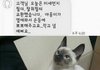 AS기사가 보낸 문자(냥이 관련)