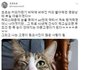아픈척하는 고양이
