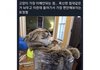 고양이, 가장 이해안되는점