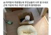 고양이 쿠션 구매후기