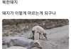 너네 북한 돼지 봄..? 개충격임...