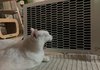 주의) 고양이 녹이기