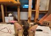 [귀여움주의]식빵 굽는 아기 고양이