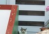저희집 고양이 소냥이 성장과정 출산까지