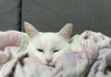 고앵이 자랑