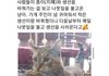 생선 사러 매일 오는 냥이