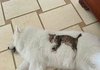 고양이 키우는 이유?일단 봐바