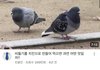 비둘기 개많은거 보고 갑자기 든 생각인데