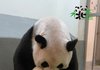 와 엄마 판다는 새끼가 있네