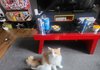 둘중 누가 귀엽노 추첨을통해 무료분양